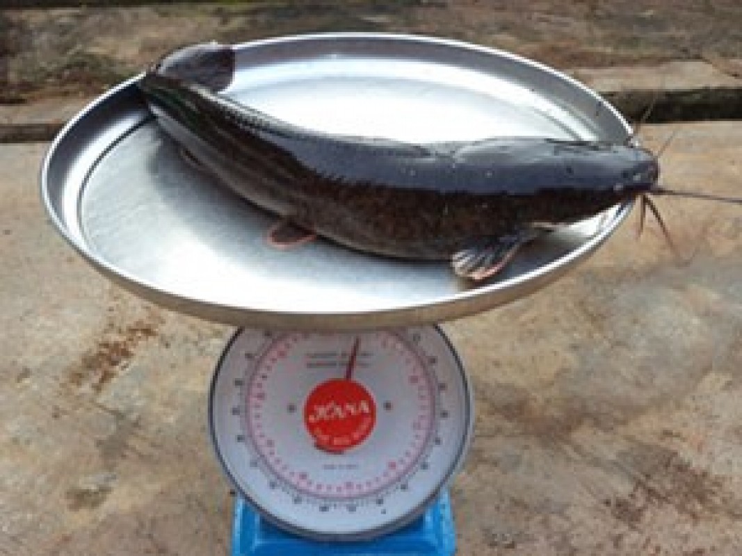 CatFish from Ghana